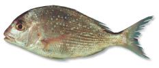 SNAPPER WHOLE GGS PER KG