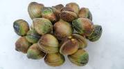 COCKLES LIVE PER KG - PRE ORDER