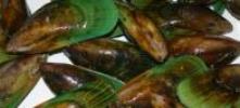 MUSSELS LIVE PER KG
