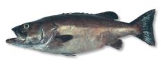 HAPUKA WHOLE GGS PER KG