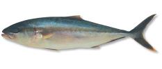 KINGFISH WHOLE GGS PER KG