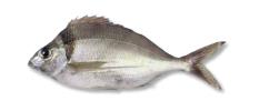 TARAKIHI WHOLE GGS PER KG