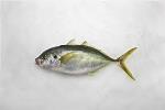 TREVALLY SKINNED & BONED