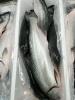 KING SALMON - WHOLE GGU PER KG