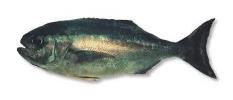 BLUENOSE WHOLE GGS PER KG
