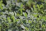 FENUGREEK SEEDS WHOLE 500GM (6)