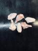 FREE RANGE CHICKEN NIBBLES PER KG