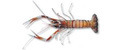 SCAMPI WHOLE #3 (3 X 2KG CTN) - PRE ORDER