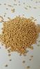 MUSTARD SEEDS YELLOW 500GM (12)