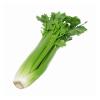 CELERY WASHED - KG