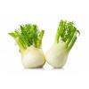 FENNEL BULB KG