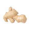 GINGER KG