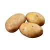 POTATO AGRIA WASHED