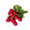 RADISH KG
