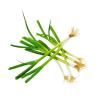 SPRING ONION