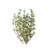 HERB THYME 100g