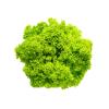 LETTUCE LOLLO BIONDO - EACH
