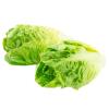 LETTUCE BABY COS EACH