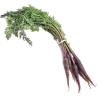 CARROT BABY PURPLE