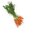 CARROT BABY