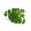 CURLY PASLEY 100G