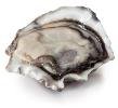OYSTER CLEVEDON COAST 1/2 SHELL PER DOZ