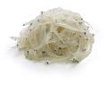 FROZEN WHITEBAIT WEST COAST SOUTH ISLAND 250GRAM